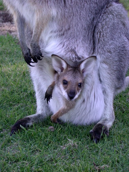 Wallaby